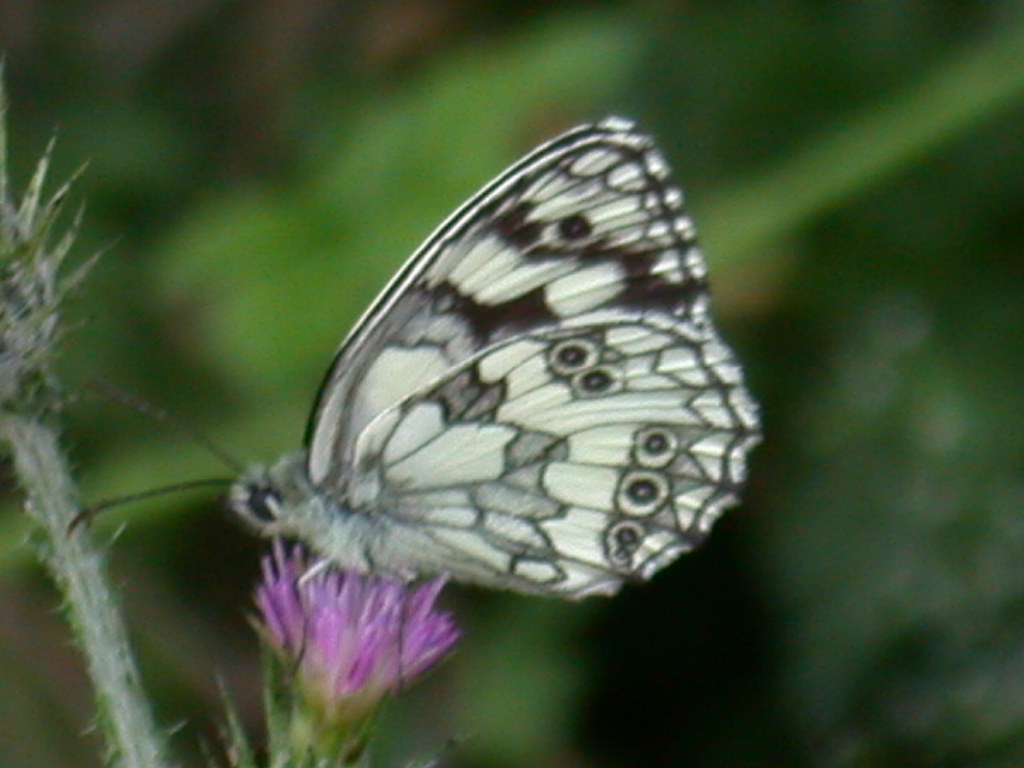 Polyommatus (Polyommatus) thersites